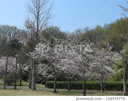 神戶市西區聖心中央公園的櫻花盛開 神戶市西區聖心中央公園的櫻花盛開 138478779