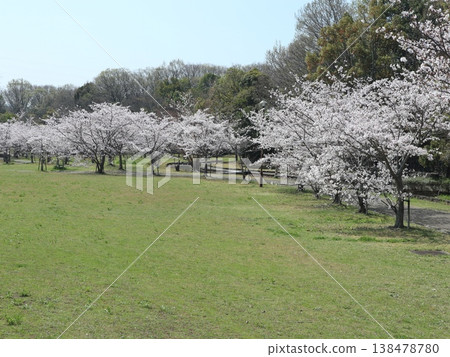 神戶市西區聖心中央公園的櫻花盛開 138478780