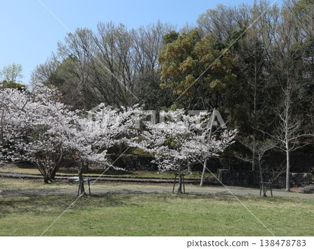 Cherry blossoms at Seishin Central Park in Seishin Central, Nishi Ward, Kobe City Cherry blossoms at Seishin Central Park in Seishin Central, Nishi Ward, Kobe City 138478783