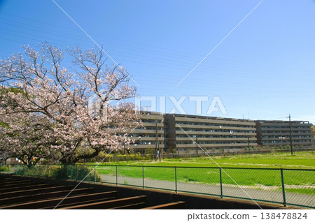 Cherry blossoms in Iriya Cherry blossoms in Iriya 138478824