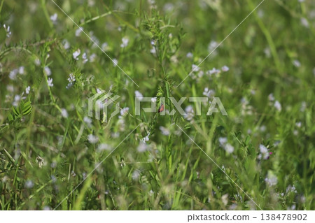 A ladybug perched on a vetch flower. 138478902