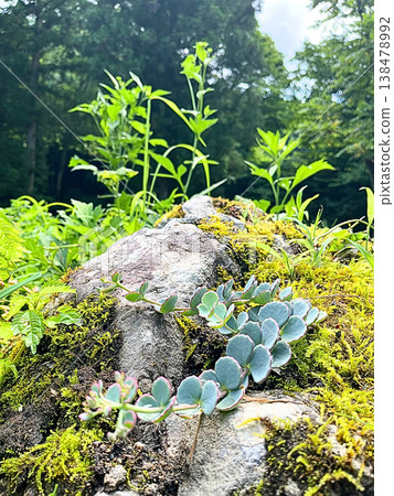 岩石上匍匐生長的苔蘚和多肉植物的生命力 岩石上匍匐生長的苔蘚和多肉植物的生命力 138478992