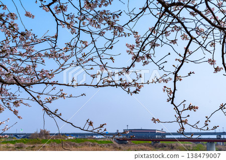 Spring 2026: Cherry blossoms at the Yawata Sewari Embankment in Kyoto, with the Miyuki Bridge spanning the Kizu and Uji Rivers as a backdrop. 138479007