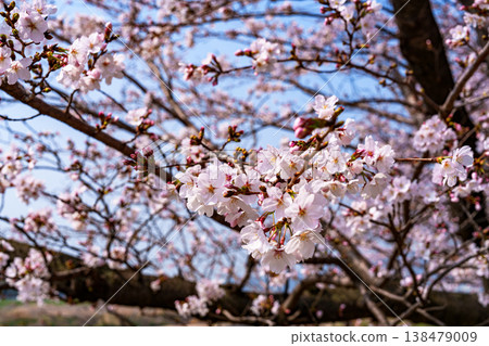 2026 年春季：京都八幡瀨川堤岸的櫻花盛開，花瓣沐浴在陽光下。 138479009