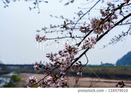 2026 年春季：京都八幡瀨川堤岸的櫻花盛開，背景是男山和禦幸橋。 138479010