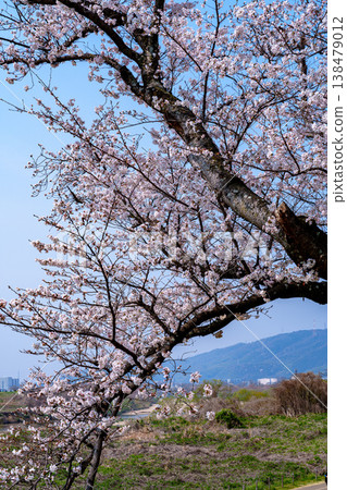 2026 年春季:京都八幡瀨川堤岸的櫻花盛開,以大阪北部山脈為背景。 2026 年春季:京都八幡瀨川堤岸的櫻花盛開,以大阪北部山脈為背景。 138479012