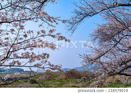 Spring 2026: Cherry blossoms at the Yawata Sewari Embankment in Kyoto - Pink blossoms surrounding the blue sky above the riverbank. Spring 2026: Cherry blossoms at the Yawata Sewari Embankment in Kyoto - Pink blossoms surrounding the blue sky above the riverbank. 138479019