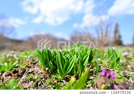 The clusters of wild garlic, signaling the arrival of spring, are growing rapidly. The clusters of wild garlic, signaling the arrival of spring, are growing rapidly. 138479136