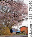 A woman stops to admire cherry blossoms by the roadside (20260327154916) 138479140