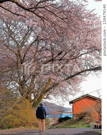 一位女士駐足欣賞路邊的櫻花(20260327154916) 一位女士駐足欣賞路邊的櫻花(20260327154916) 138479140