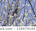 Spring 138479144