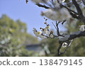 plum	 138479145