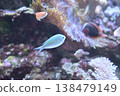 Napoleonfish swimming in a coral reef 138479149