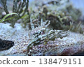 Aquarium 138479151