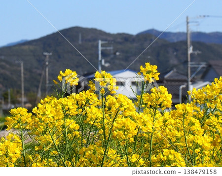 Blue sky, the Shikoku Mountains, and rapeseed blossoms in the spring plains of Kochi. Blue sky, the Shikoku Mountains, and rapeseed blossoms in the spring plains of Kochi. 138479158