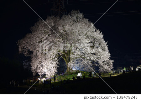 Cherry blossoms illuminated at night in spring <Wanizuka Cherry Blossoms> Cherry blossoms illuminated at night in spring <Wanizuka Cherry Blossoms> 138479243