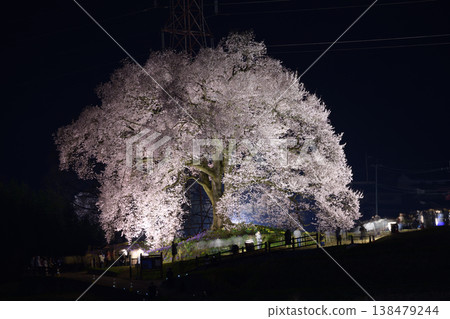 春夜燈光下的櫻花 <堀塚櫻花> 春夜燈光下的櫻花 <堀塚櫻花> 138479244