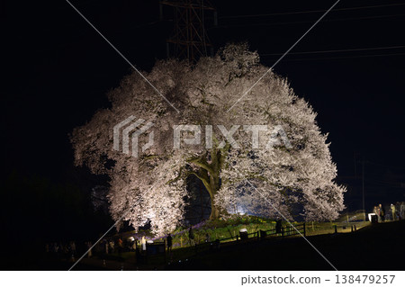 Cherry blossoms illuminated at night in spring <Wanizuka Cherry Blossoms> Cherry blossoms illuminated at night in spring <Wanizuka Cherry Blossoms> 138479257