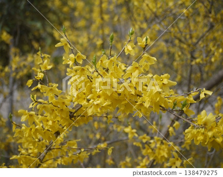 Yellow flower of Forsythia 138479275