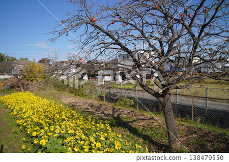 Persimmons and winter sunflowers - Samukawa winter sunflowers Persimmons and winter sunflowers - Samukawa winter sunflowers 138479550