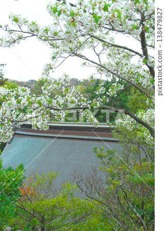 Kamakura's Tsurugaoka Hachimangu Shrine on a cloudy day: The roof of the lower shrine and cherry blossoms. Kamakura's Tsurugaoka Hachimangu Shrine on a cloudy day: The roof of the lower shrine and cherry blossoms. 138479827