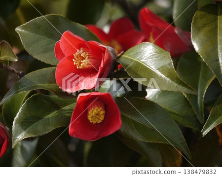 Red flower of camellia 138479832