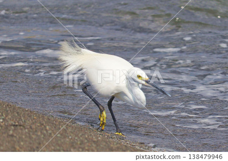 A little egret searching for prey at the water's edge. 138479946