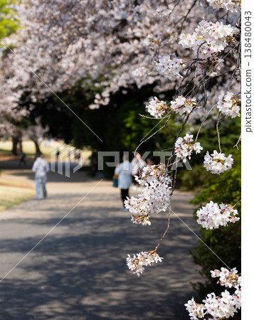 People walking along a cherry tree-lined path: A spring scene in the park. People walking along a cherry tree-lined path: A spring scene in the park. 138480043