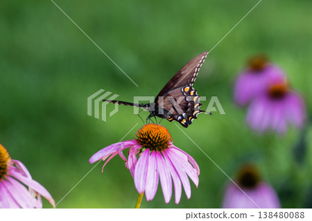 Spicebush Swallowtail Butterfly on a Coneflower, Ohio Spicebush Swallowtail Butterfly on a Coneflower, Ohio 138480088
