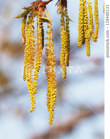 Yellow oak blossoms swaying in the wind (close-up of male oak blossoms) Yellow oak blossoms swaying in the wind (close-up of male oak blossoms) 138480131