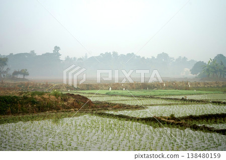 Foggy morning landscape of rural paddy fields with water reflection and distant trees in West Bengal Foggy morning landscape of rural paddy fields with water reflection and distant trees in West Bengal 138480159