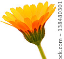 金盞花 138480301