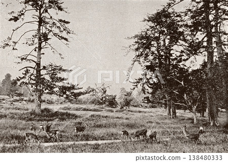 1894年老照片:奈良公園裡的鹿 1894年老照片:奈良公園裡的鹿 138480333