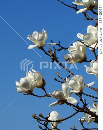 Spring sky and white magnolias (blue sky, white magnolia blossoms and buds) Spring sky and white magnolias (blue sky, white magnolia blossoms and buds) 138480474