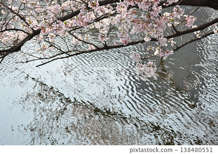 櫻花倒映在水面上，泛起陣陣光影。 138480551
