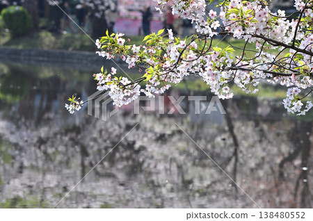 Cherry blossoms reflected on the surface of the water 138480552
