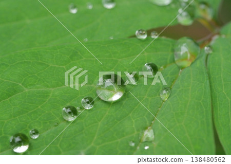 植物和水滴 植物和水滴 138480562