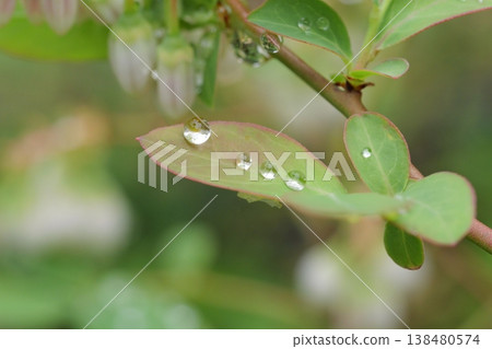 植物和水滴 植物和水滴 138480574