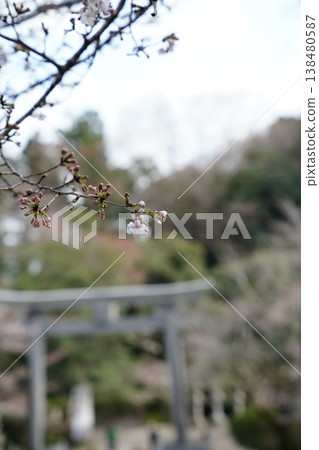 When you see flowers and feel the arrival of spring When you see flowers and feel the arrival of spring 138480587