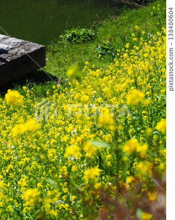 When you see flowers and feel the arrival of spring 138480604