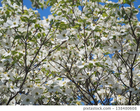 When you see flowers and feel the arrival of spring When you see flowers and feel the arrival of spring 138480608