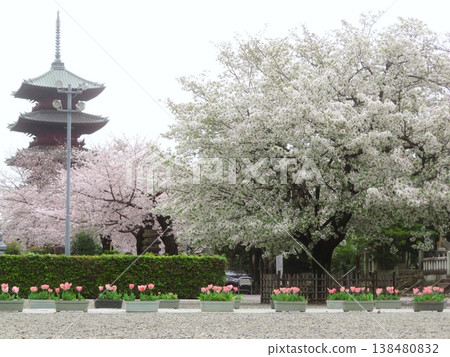 東京大田區池上本門寺的櫻花樹 東京大田區池上本門寺的櫻花樹 138480832