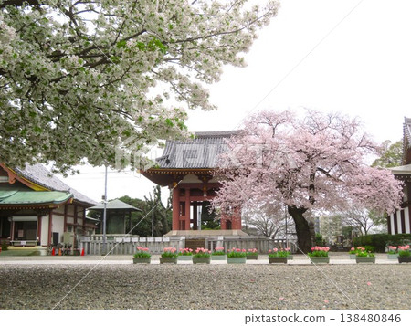 池上本門寺的鐘聲和盛開的櫻花 池上本門寺的鐘聲和盛開的櫻花 138480846