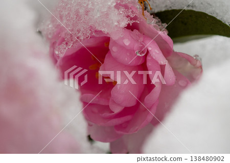 鮮花和水滴 鮮花和水滴 138480902