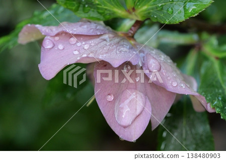 Flowers and water drops 138480903