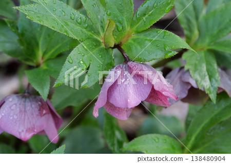 Flowers and water drops Flowers and water drops 138480904