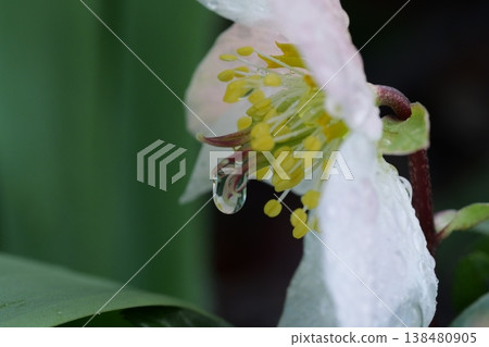 鮮花和水滴 鮮花和水滴 138480905