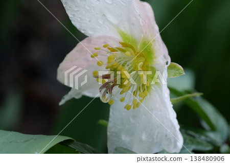 鮮花和水滴 鮮花和水滴 138480906