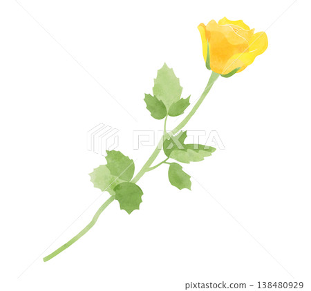 Illustration of a yellow rose, watercolor style. 138480929