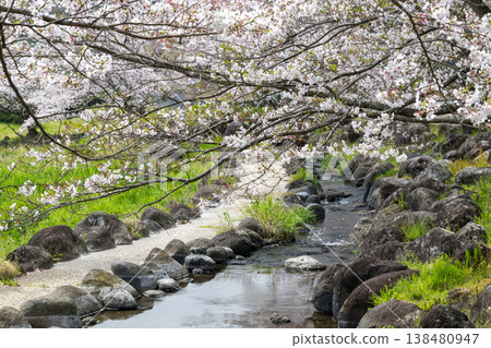 菊池市著名的賞櫻地點 菊池市著名的賞櫻地點 138480947